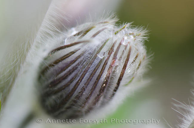 Delicate Pulsatilla Bud with Morning Dew