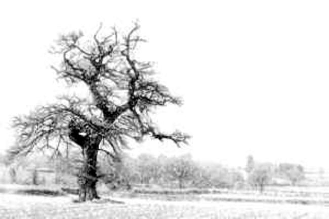 David Bunyan Old Oak at Lingen