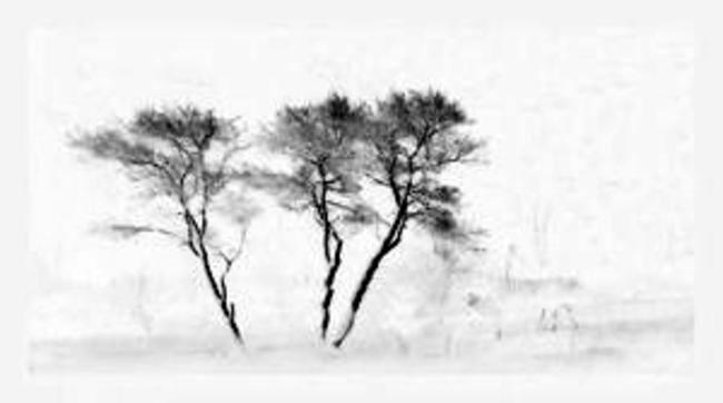 David Bunyan 'Three Trees'