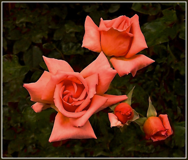 David Bunyan Roses at Newport House