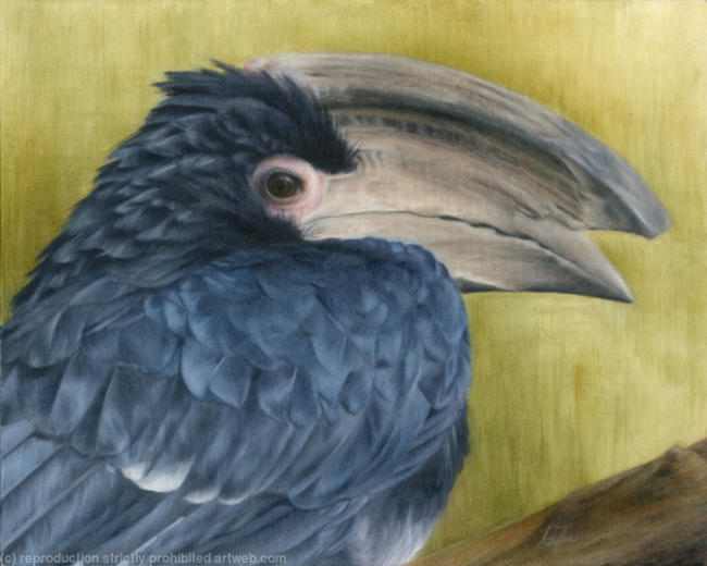 Trumpeter Hornbill
