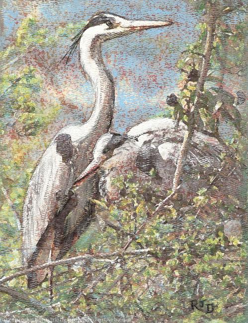 Grey Herons