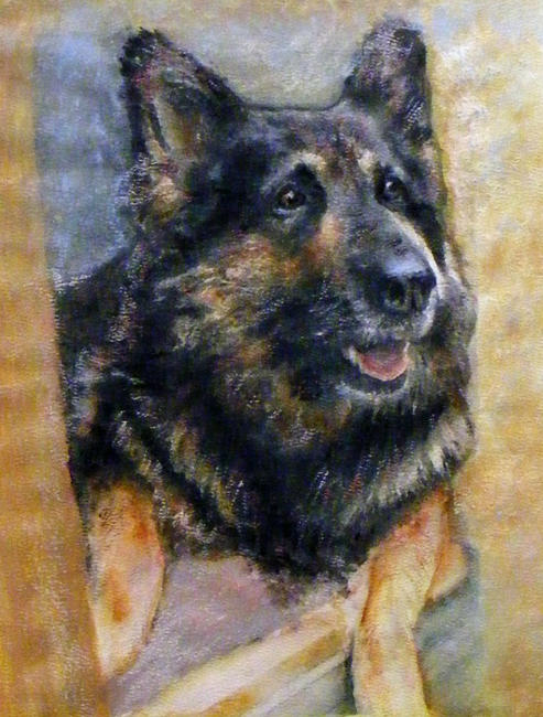 SASHA German Shepherd