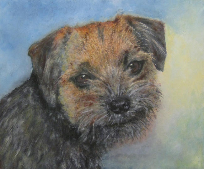 Border Terrier Jack