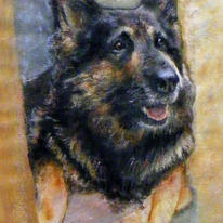 SASHA German Shepherd