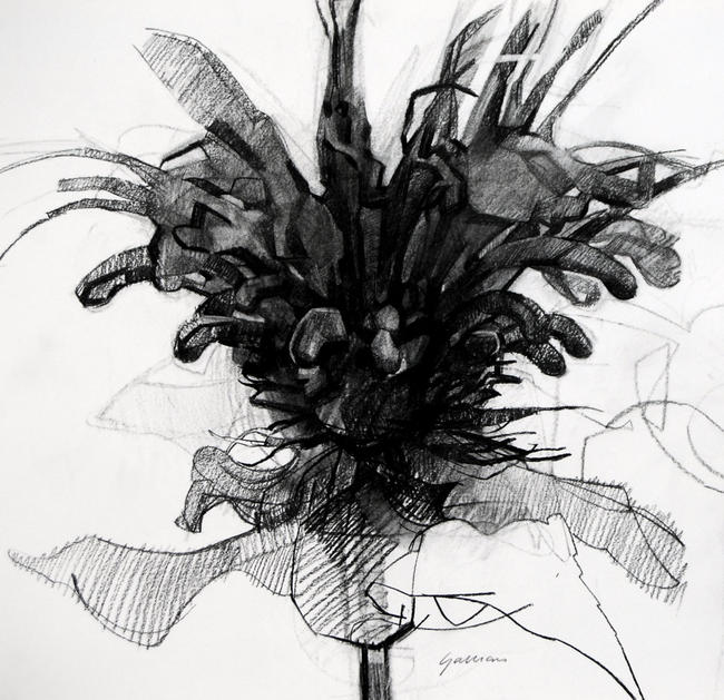 Monarda Didyma