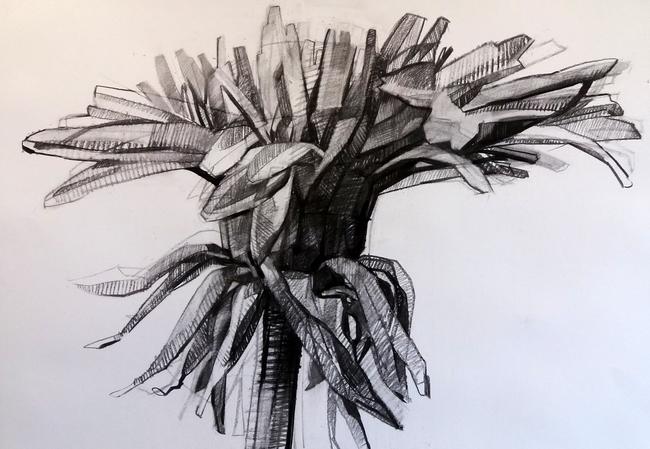 Dandelion