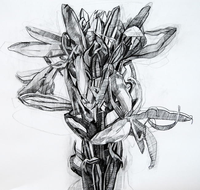 Ashphodeline Lutea