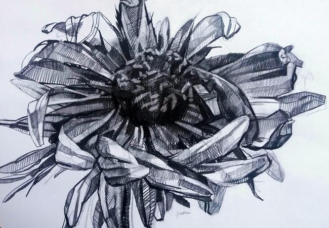Purpurea Berkheya