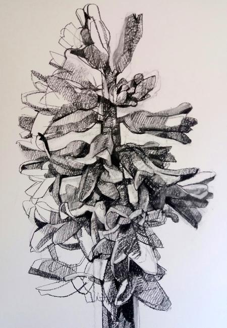 Hyacinth