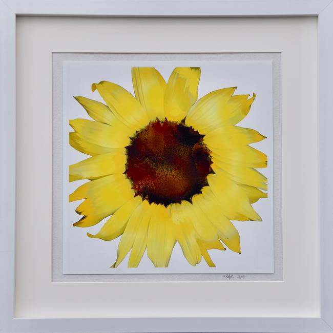Tournesol