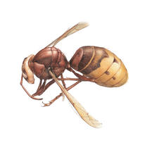 Wasp