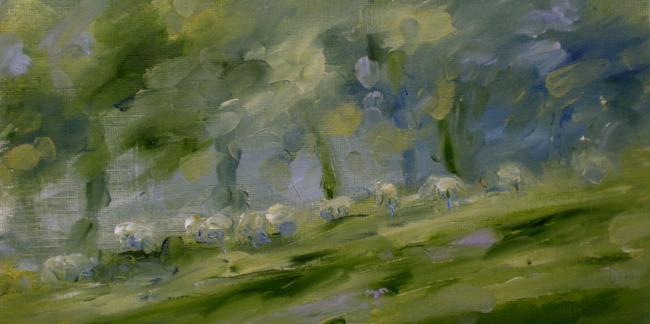 sheep-near-hawkesbury