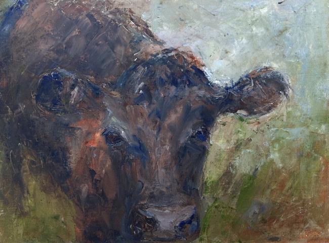 Daylesford Gloucester Heifer