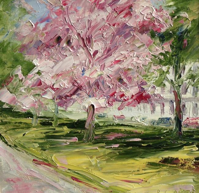 Cherry blossom, Montpellier Gardens