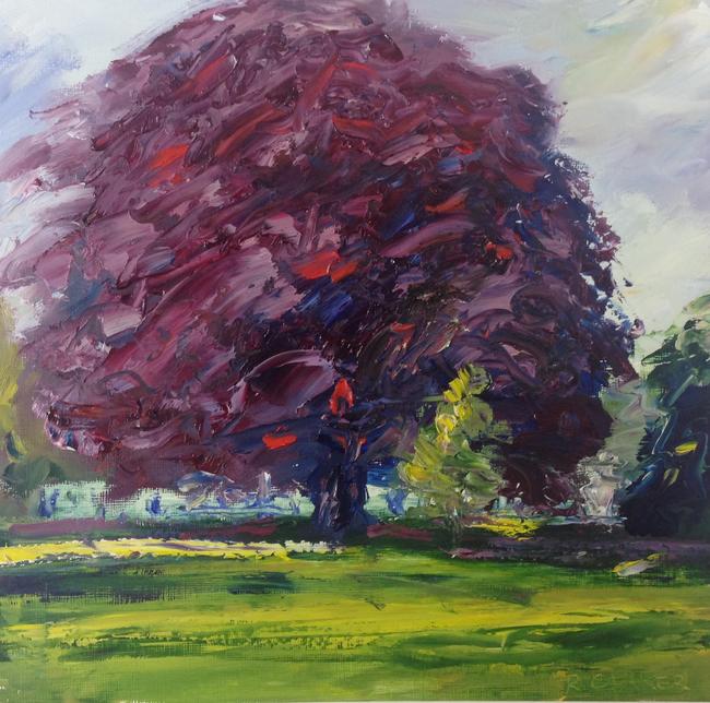 Montpellier beech, summer