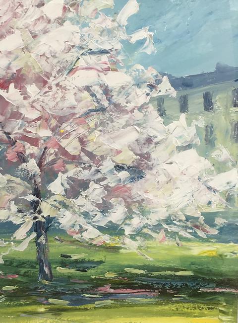 Cheltenham blossom