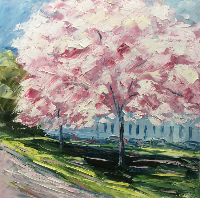 Cherry blossom, Montpellier
