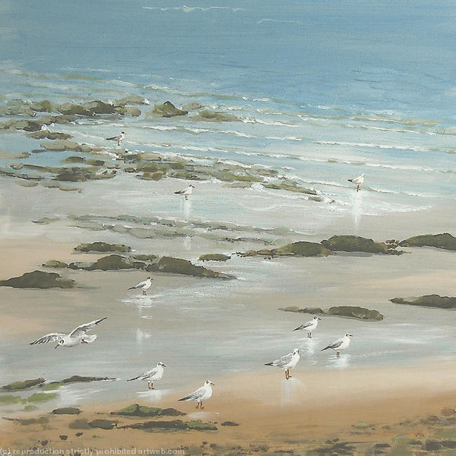 Seagull Reflections