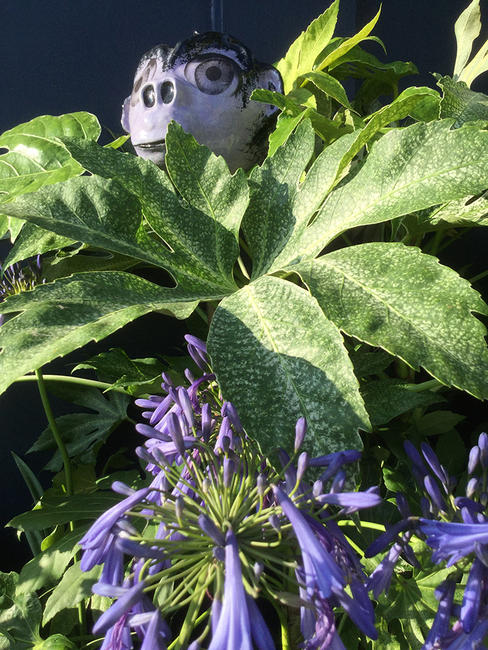 Monkey Head (Lavender)