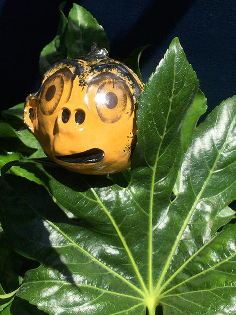 Monkey Head (Saffron)