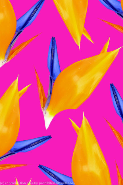 Birds of Paradise