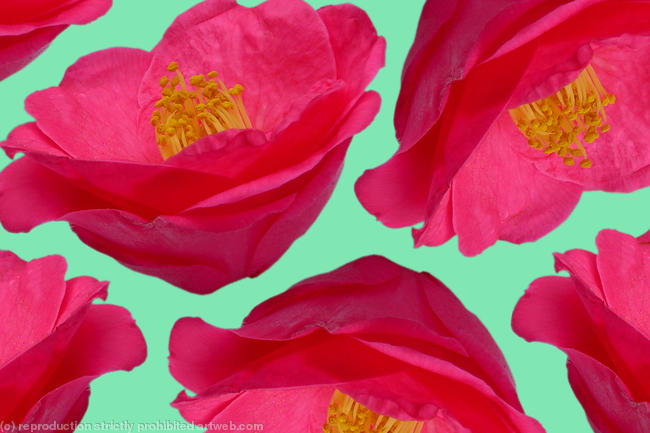 Camelia