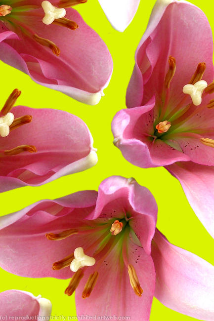Pink and Green Lilly