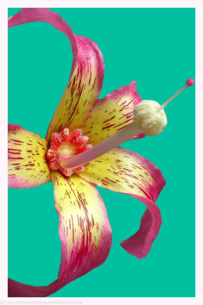 Tree Flower