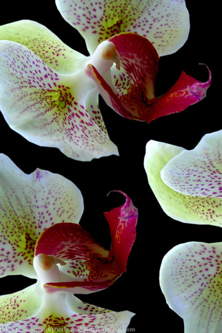 orchid