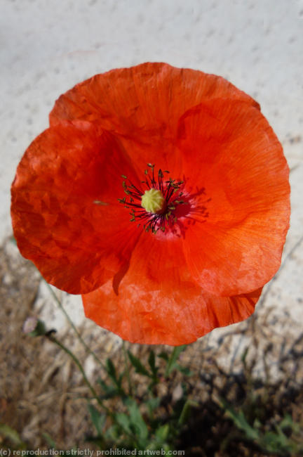 Spanish Poppy