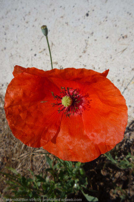 Spanish Poppy in the breeze