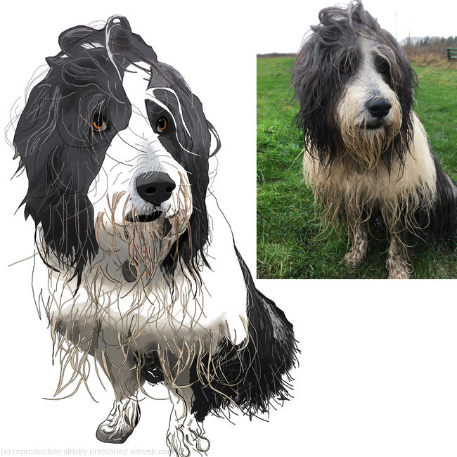 Bearded Collie
