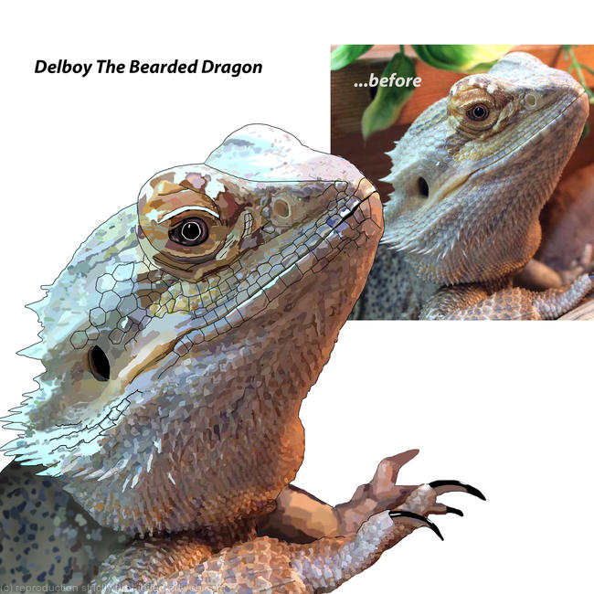 Bearded Dragon