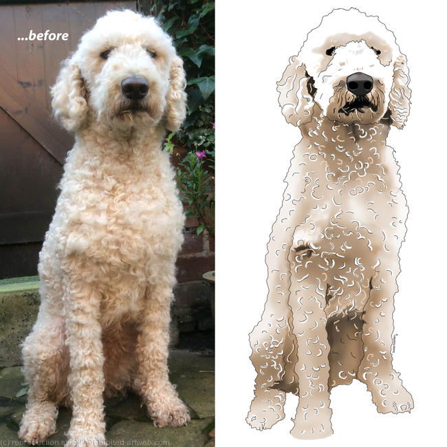 Labradoodle