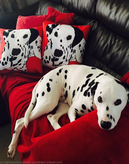 Cushions (featuring Your pet's pawtrait)