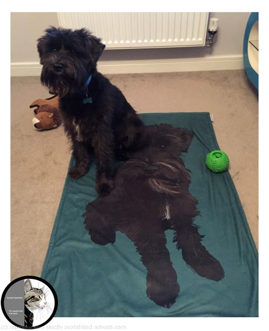 Norman on a Blanket