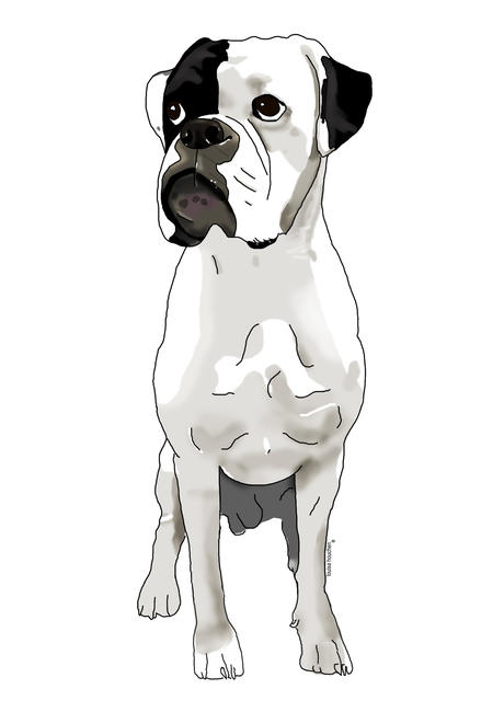 Boxer