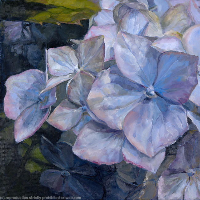 Blue Hydrangea, Evening