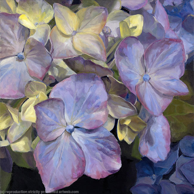 Blue Hydrangea, Morning