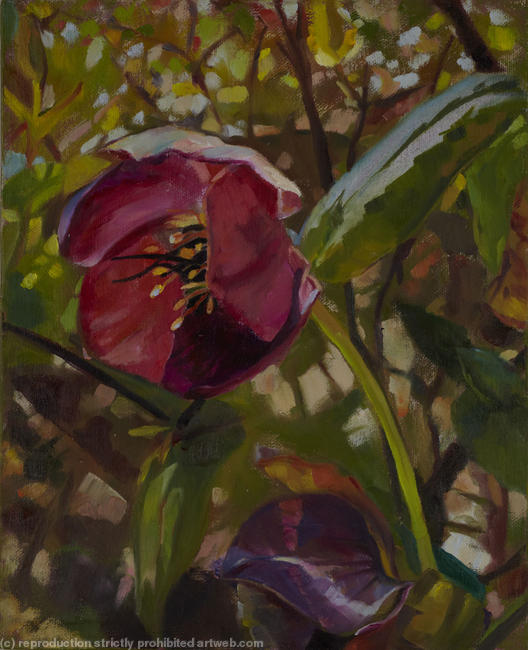 Hellebore