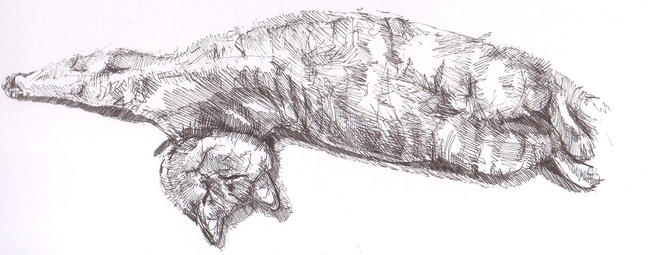 Cat stretching