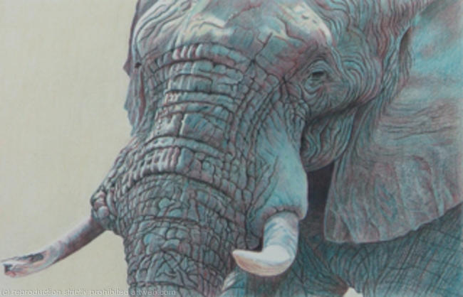 Wise Old Man - Chobe