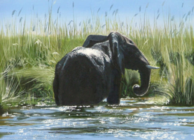 Okavango Elephant