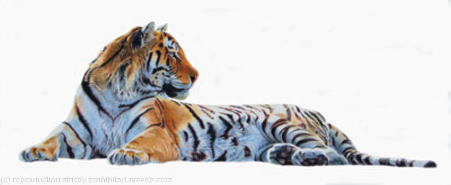Tiger Study