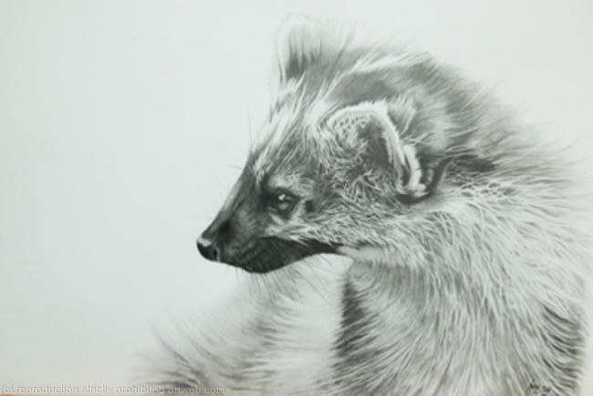 Pine Marten