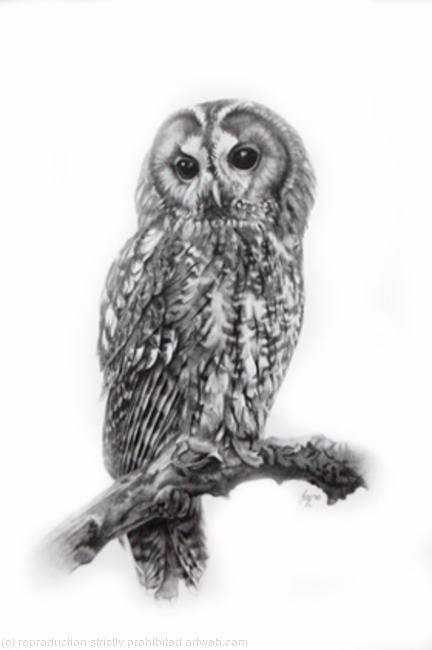 Tawny Owl