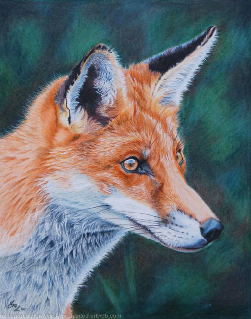 Dog Fox
