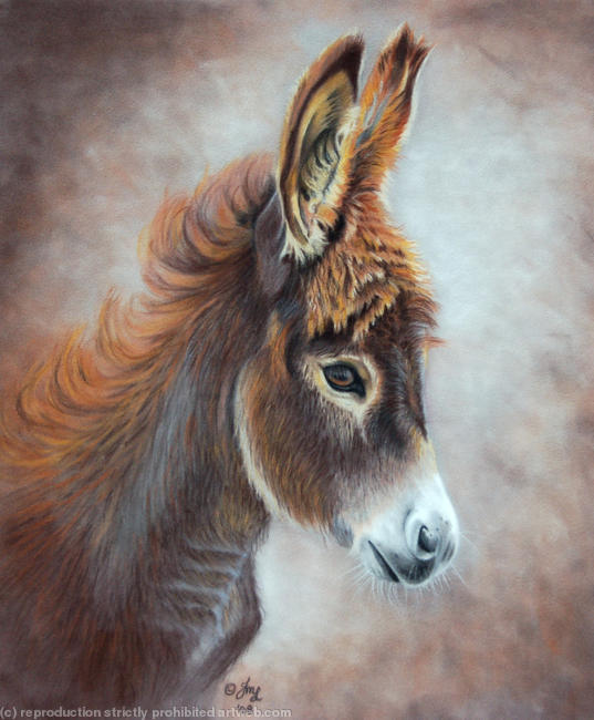 Donkey Foal
