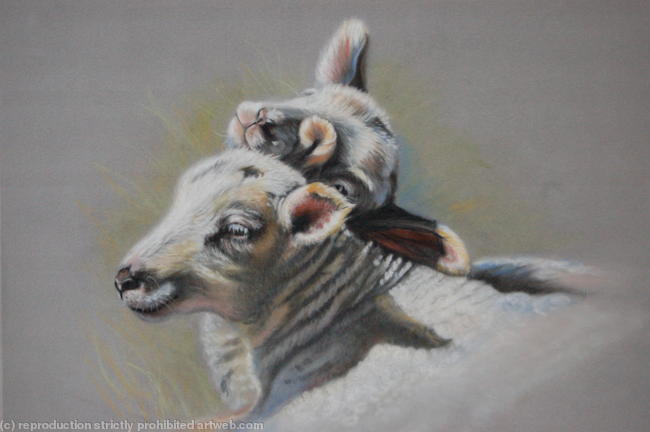 Spring Lambs